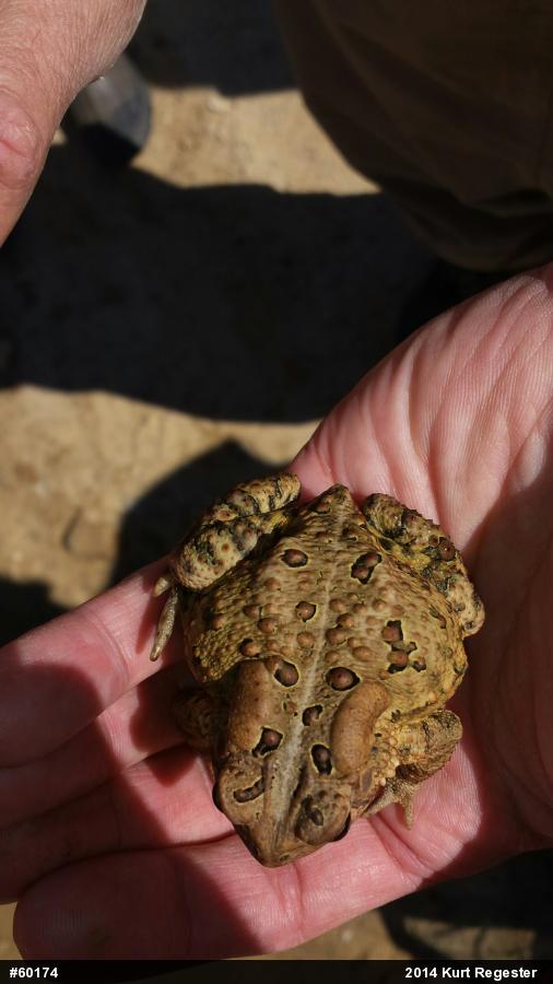 Eastern American Toad