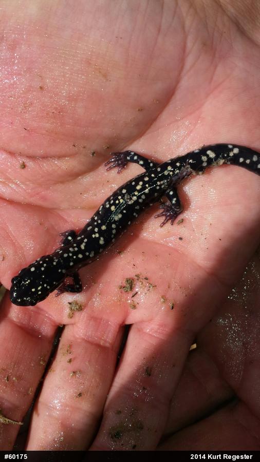 Northern Slimy Salamander