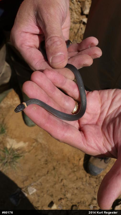 Northern Ring-necked Snake