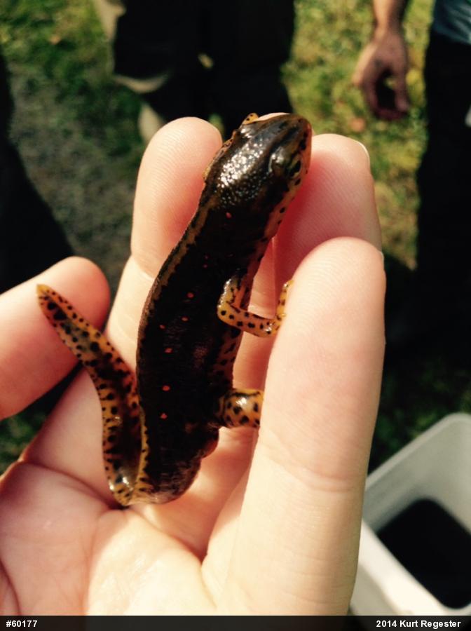 Red-spotted Newt