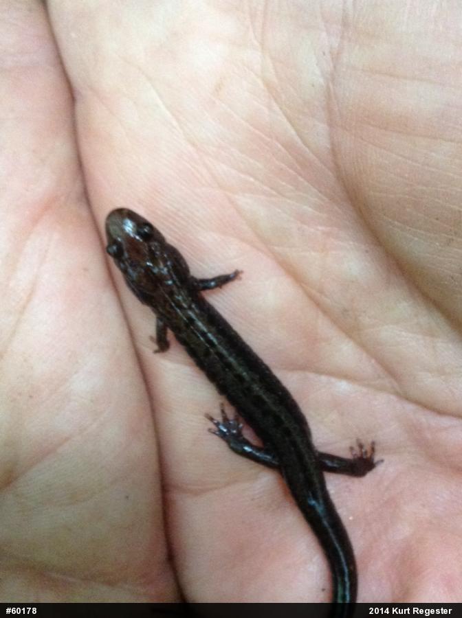 Allegheny Mountain Dusky Salamander