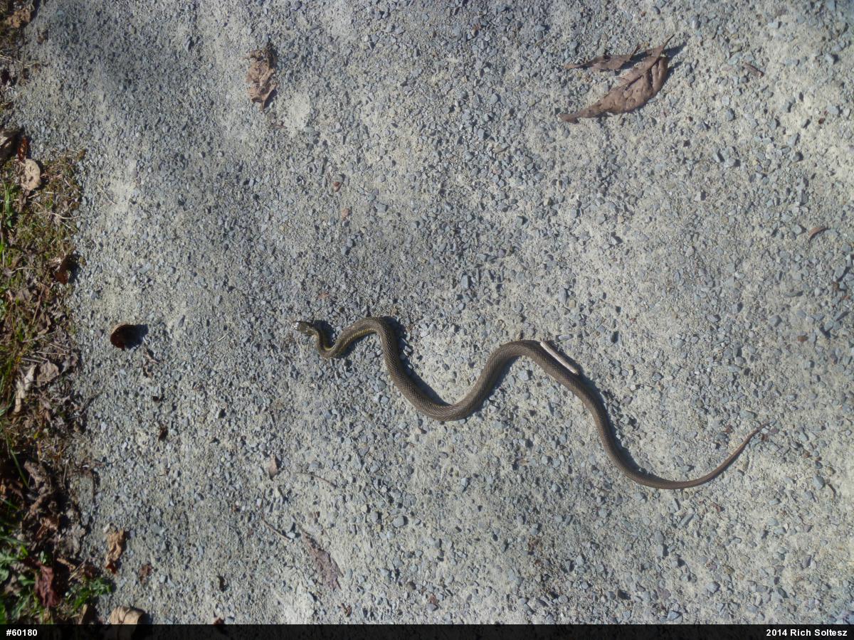 Eastern Gartersnake