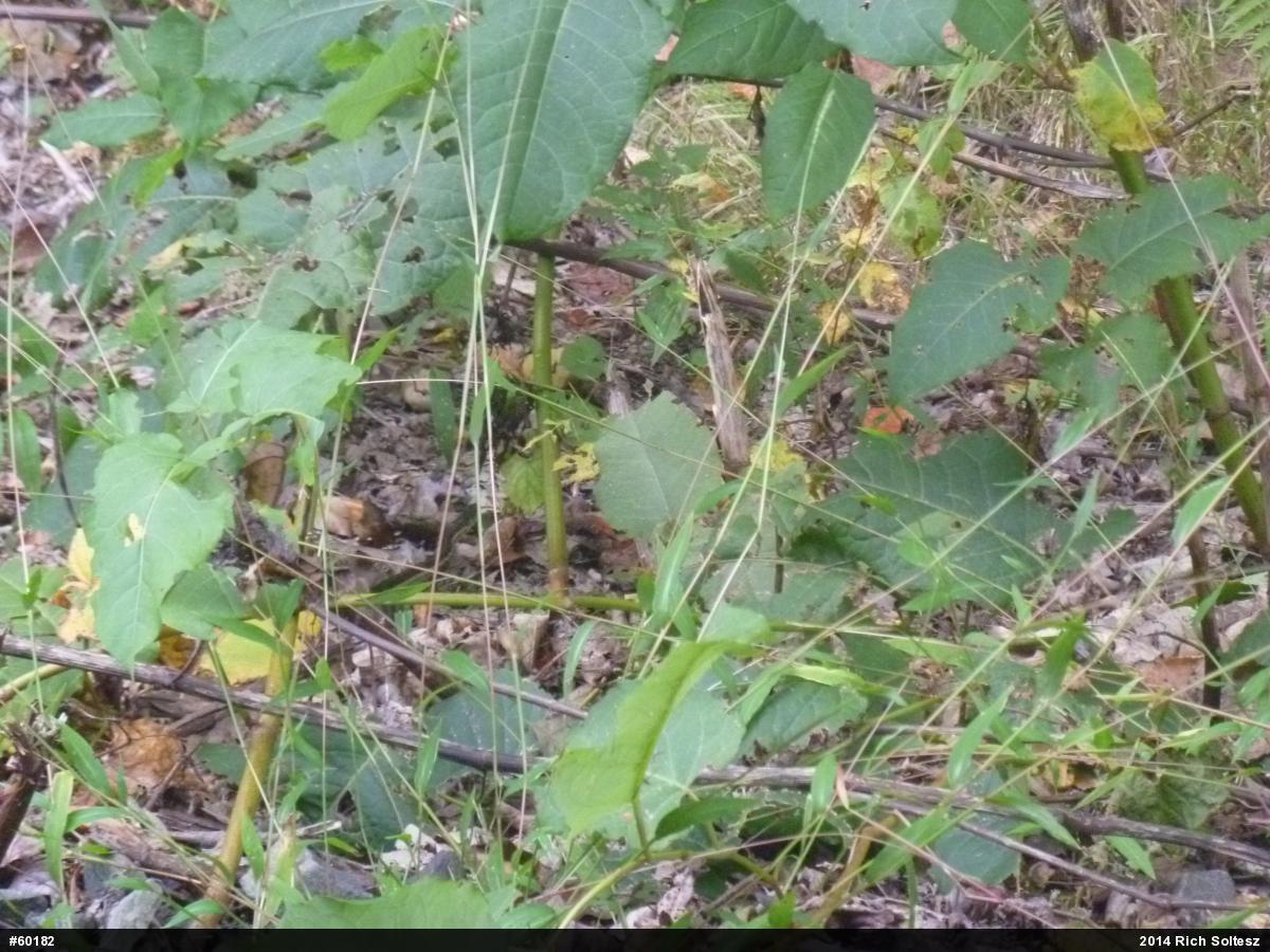 Eastern Gartersnake