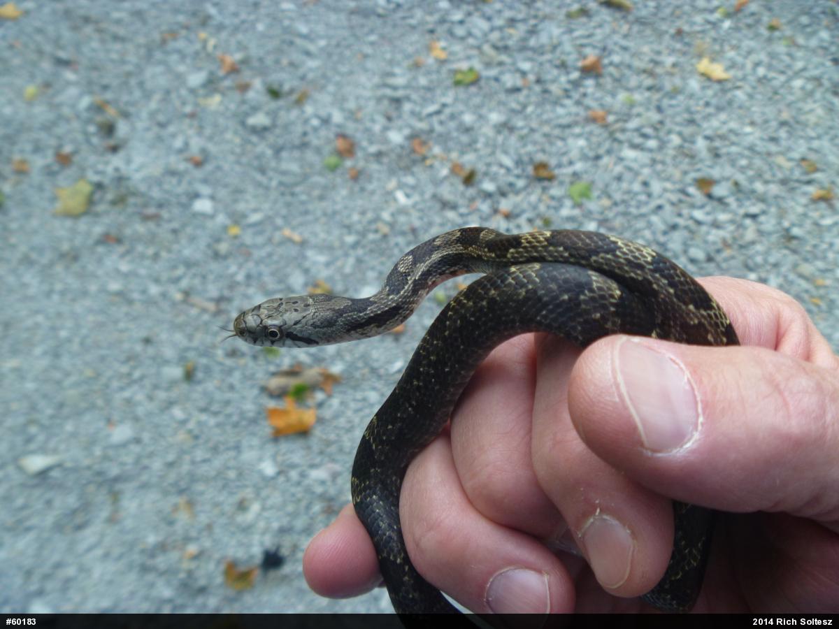 Eastern Ratsnake
