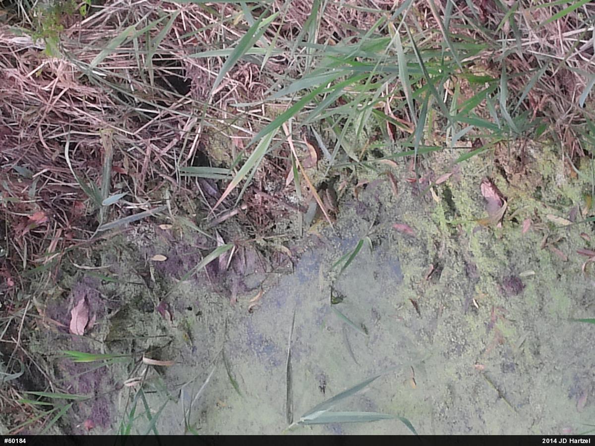 True Frogs
