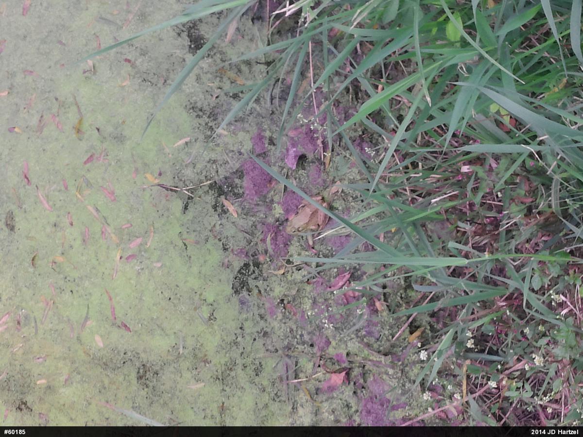 Green Frog