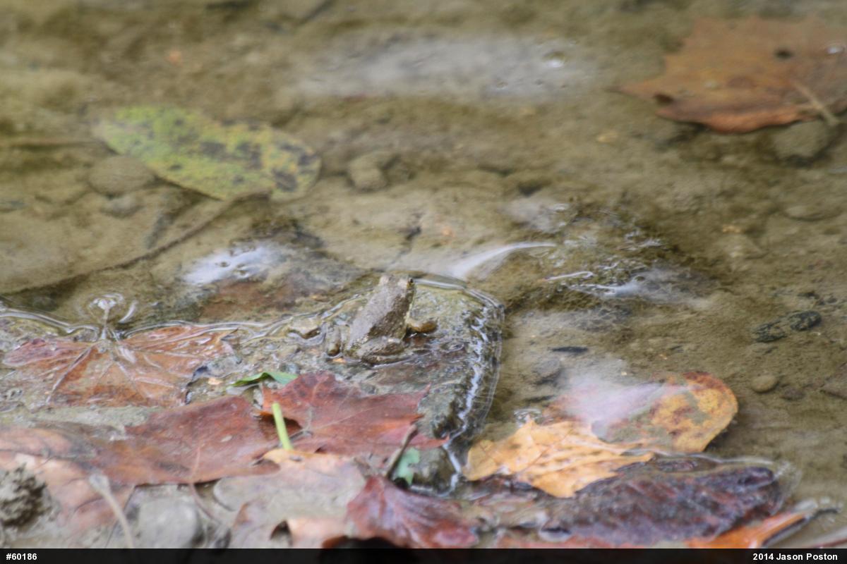 American Bullfrog