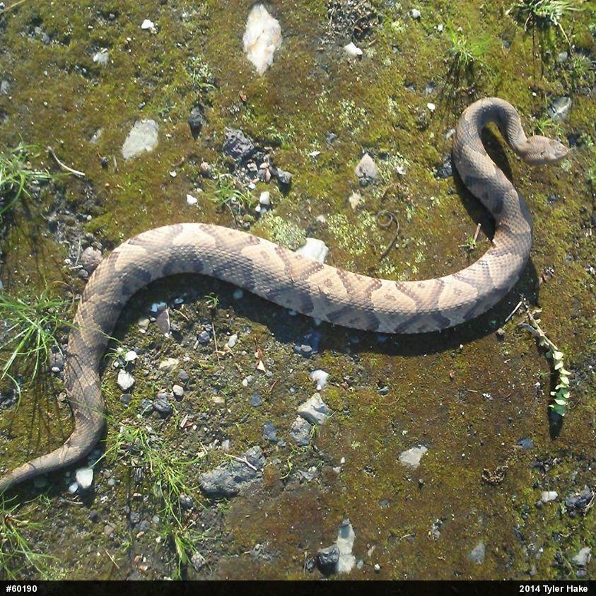 Northern Copperhead