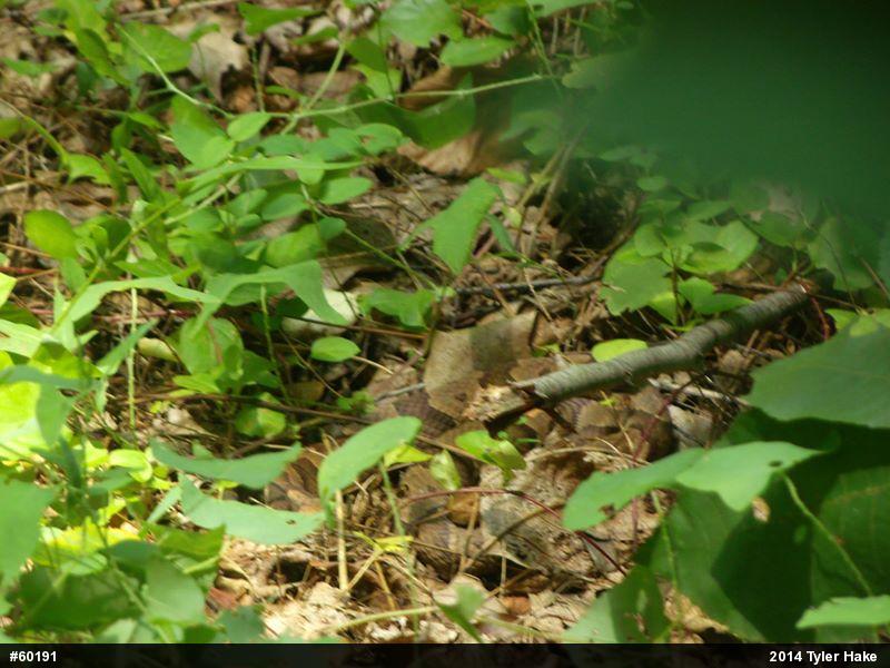 Northern Copperhead