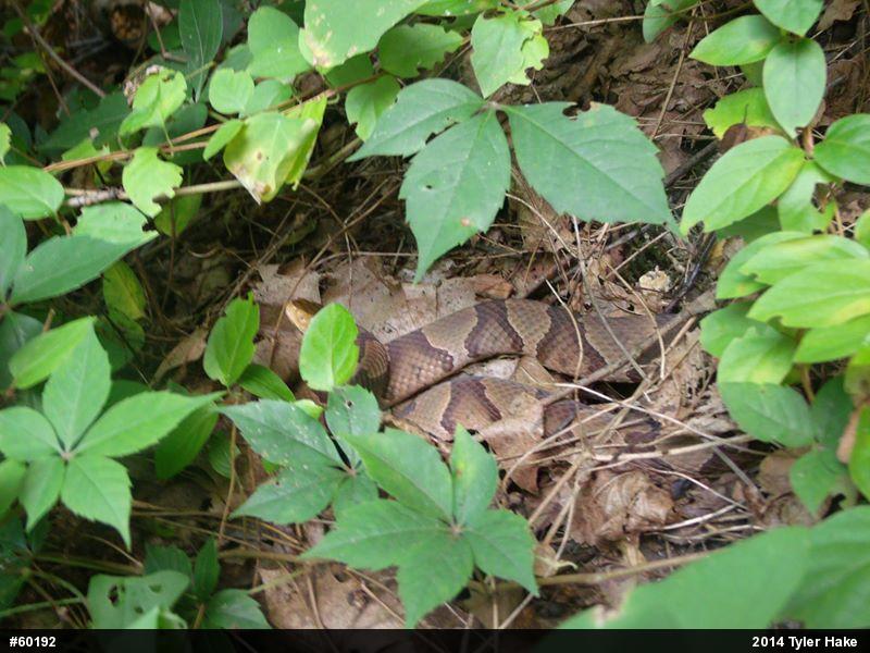 Northern Copperhead