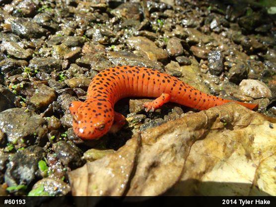 Northern Red Salamander