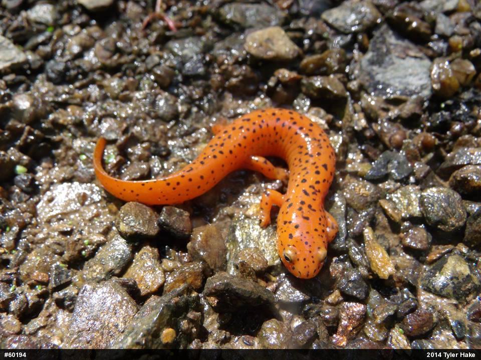 Northern Red Salamander