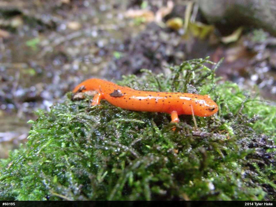 Northern Red Salamander