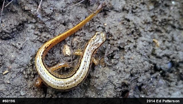 Northern Two-lined Salamander
