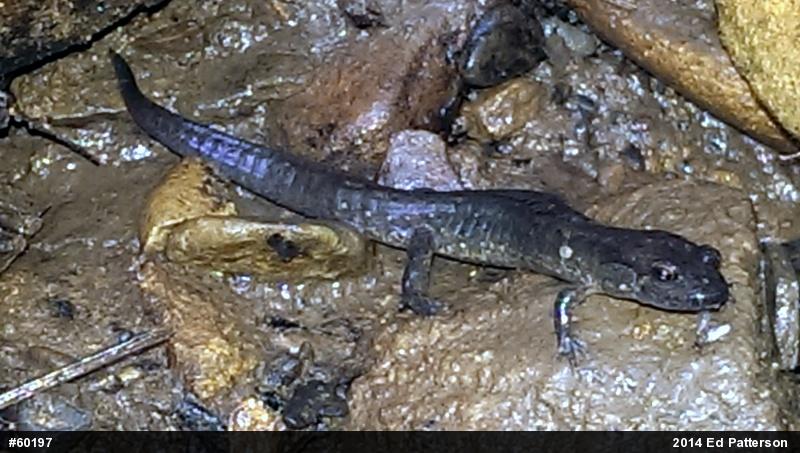 Northern Dusky Salamander
