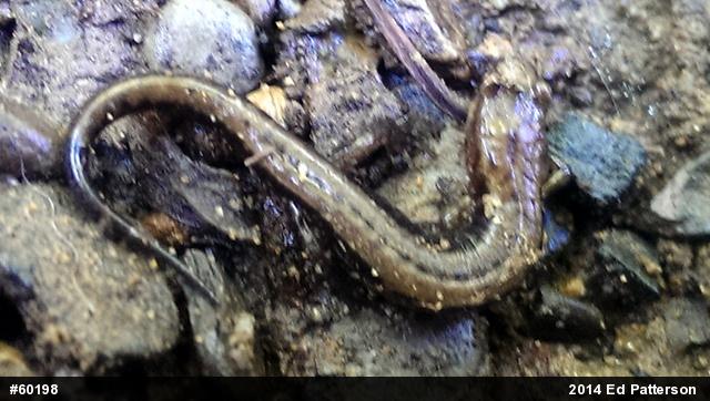 Allegheny Mountain Dusky Salamander