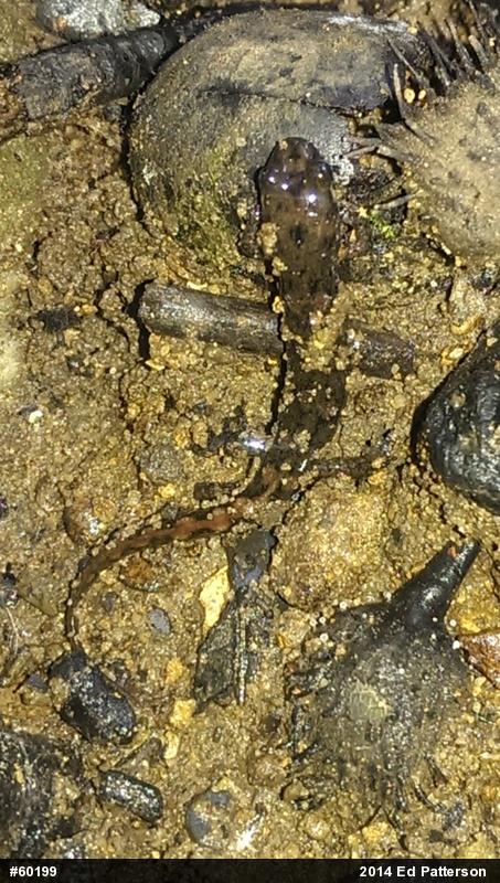 Seal Salamander