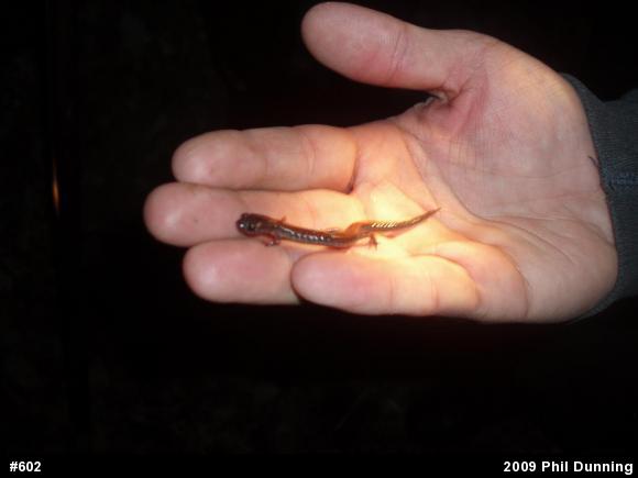 Eastern Red-backed  Salamander