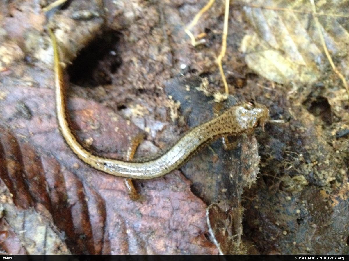 Northern Two-lined Salamander