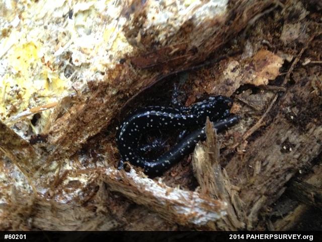 Northern Slimy Salamander