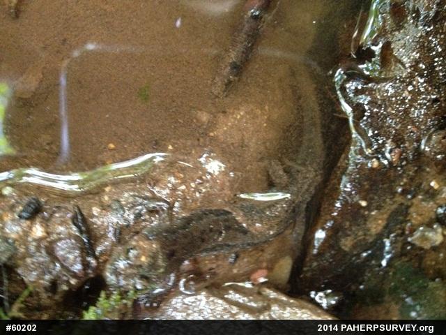 Northern Dusky Salamander