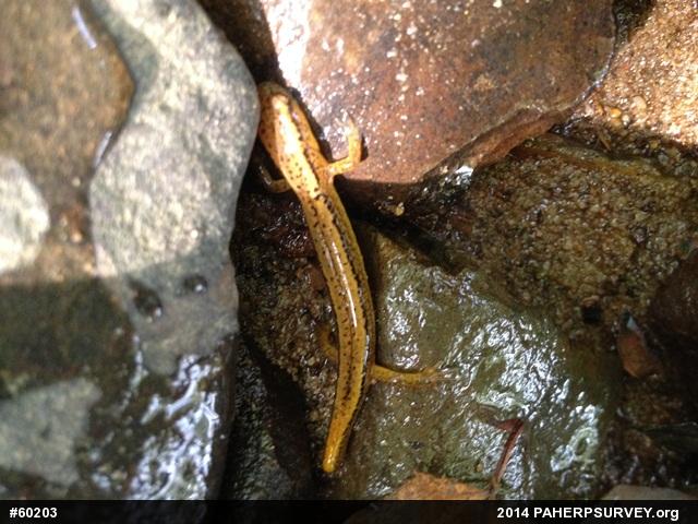 Northern Two-lined Salamander