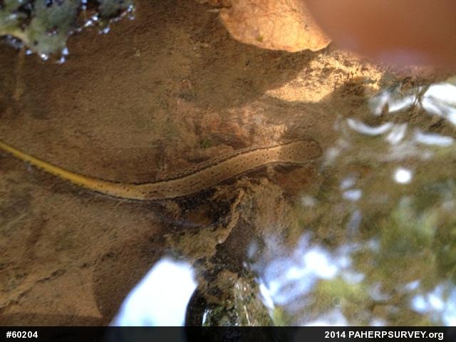 Northern Two-lined Salamander