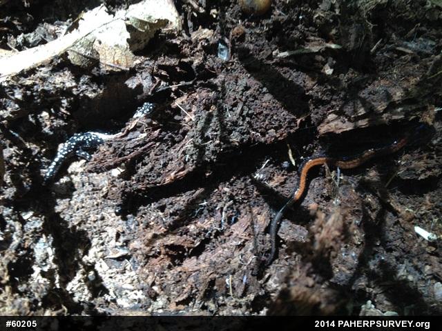 Eastern Red-backed  Salamander
