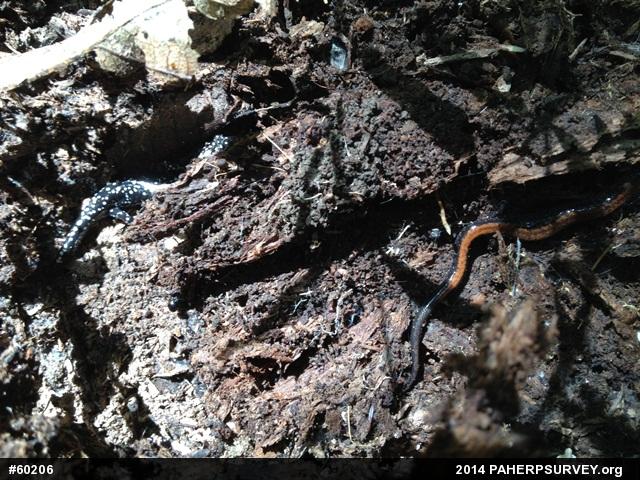 Northern Slimy Salamander