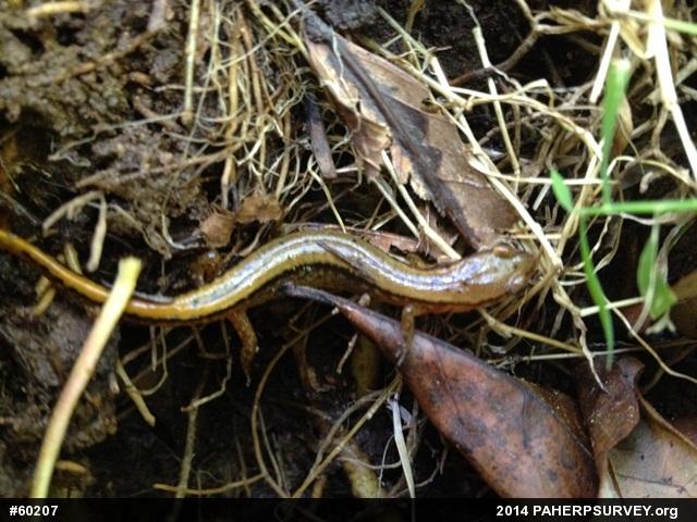 Northern Two-lined Salamander