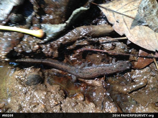 Northern Dusky Salamander
