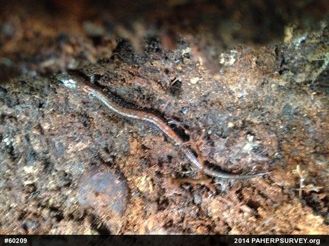 Eastern Red-backed  Salamander