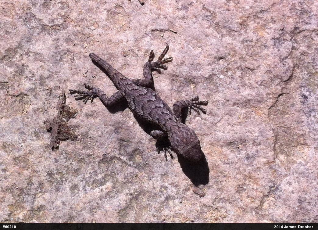 Eastern Fence Lizard