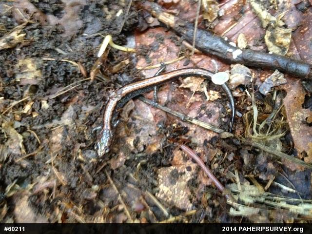 Eastern Red-backed  Salamander
