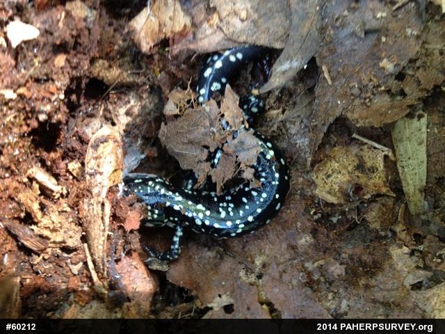 Northern Slimy Salamander