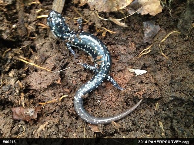 Northern Slimy Salamander