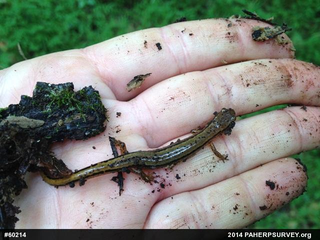 Northern Two-lined Salamander