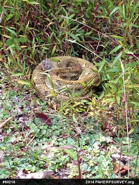 Timber Rattlesnake