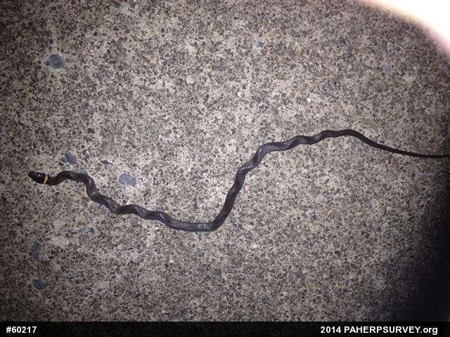 Northern Ring-necked Snake