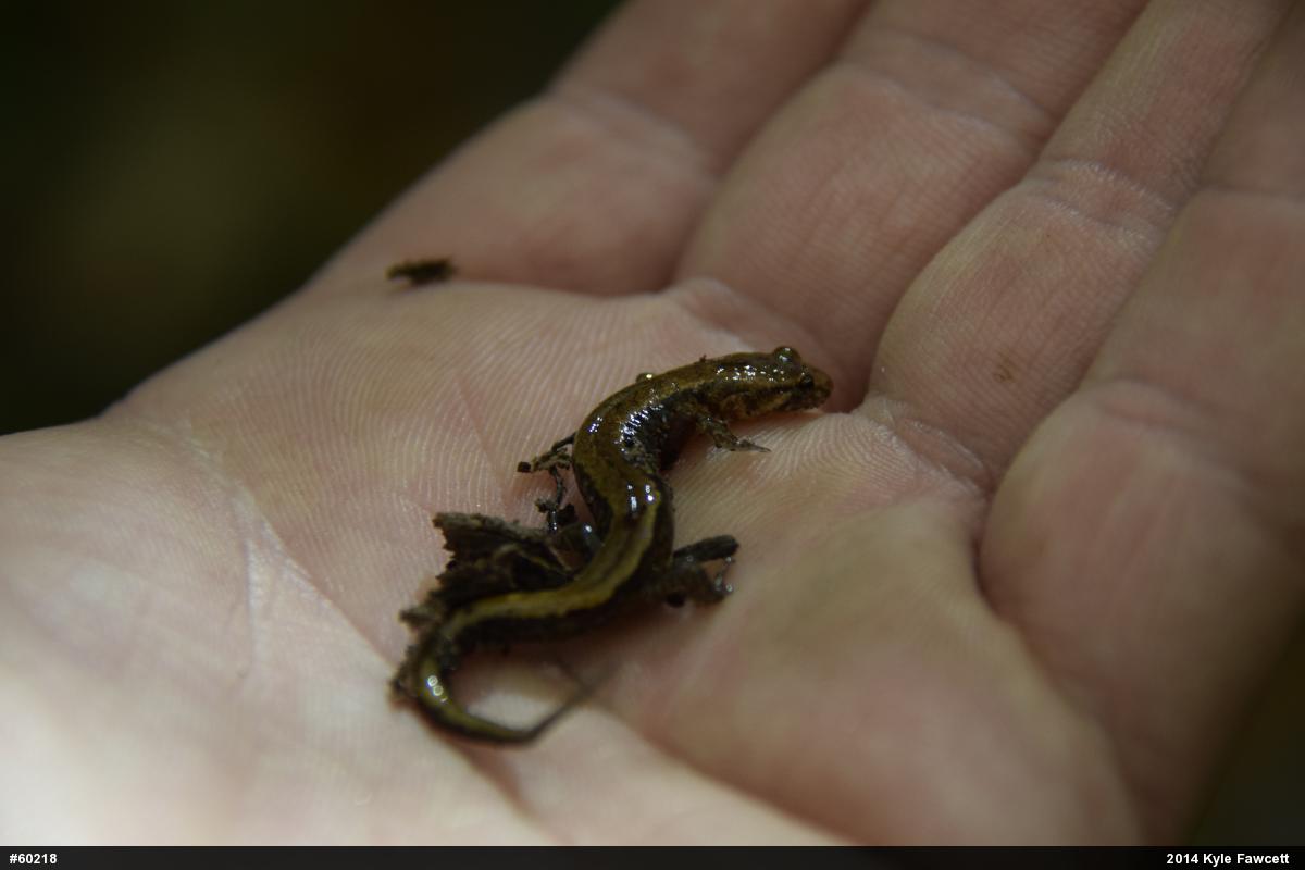 Allegheny Mountain Dusky Salamander