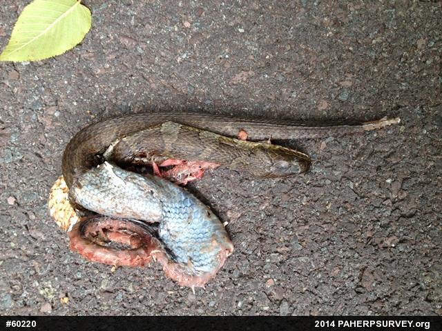 Northern Watersnake
