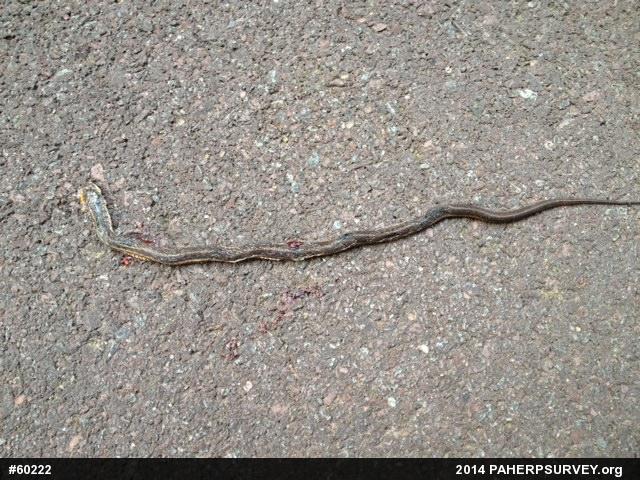 Eastern Gartersnake