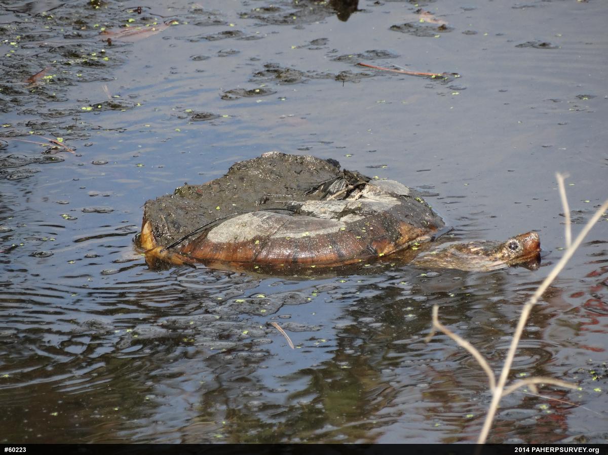 Snapping Turtle