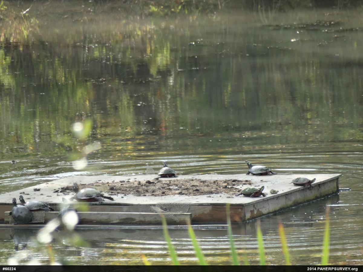 Painted Turtle