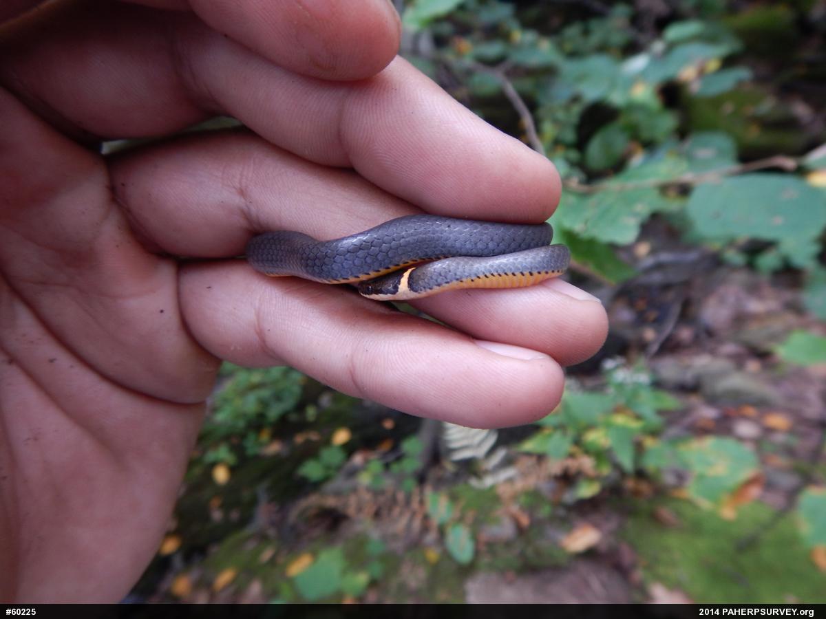 Northern Ring-necked Snake