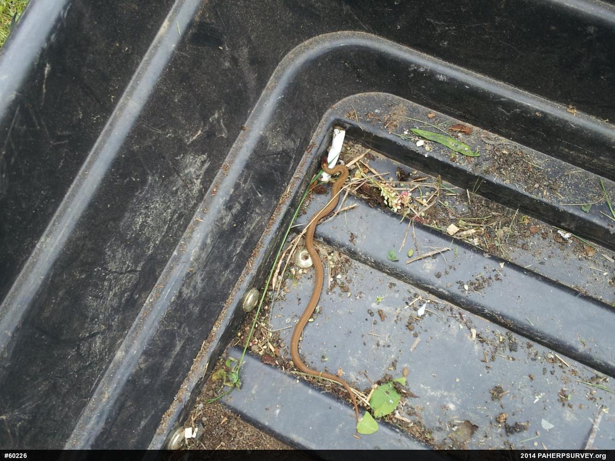 Red-bellied Snake