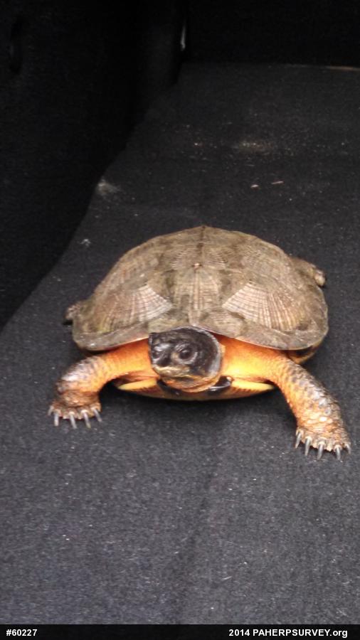 Wood Turtle