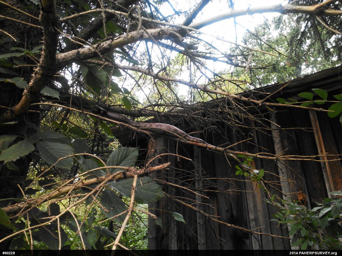 Eastern Ratsnake