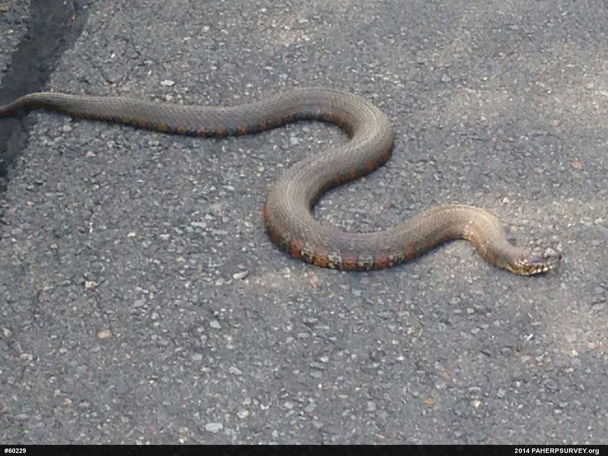 Northern Watersnake