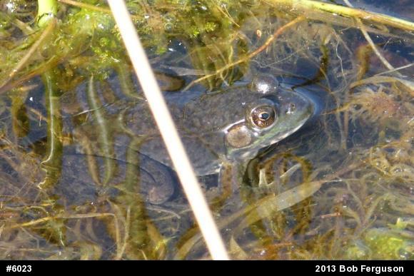 Green Frog